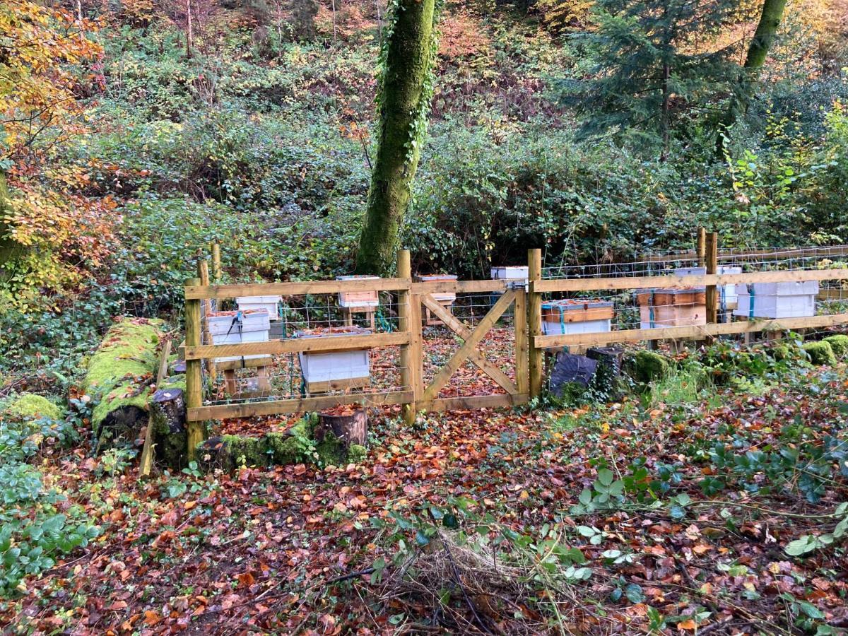 Honey Bee Cabin Llandysul Eksteriør billede